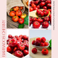 Barbados Cherry Tree Live Plan, Live Barbados Cherry Plant, 4 Inc Pot, 4-7 Inc Tall, Sweet Cherries for Edible Garden