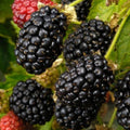 Triple Crown Thornless BlackBerry Live Plant, 5-8" Tall, Hardy BlackBerry Bush, Sweet BlackBerry Fruit Plants Live for Planting in Garden, No Pot