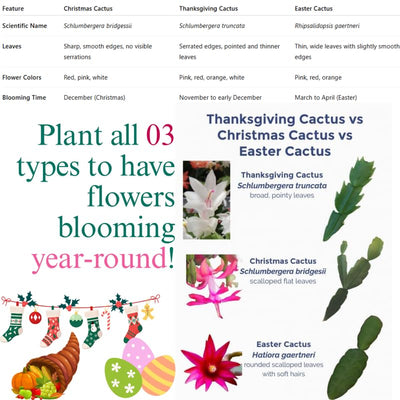 1 Thanksgiving Christmas Cactus Plants Live in 4" Pot, Houseplant Holiday Cactus, Vibrant Single Color Blooms Indoor Outdoor, Zygocactus Like, Winter Hardy (Random)