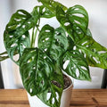 2 Monstera Plants Live, Live Monstera Plants, Swiss Cheese Plant Live Indoor, 4 to 5 Inc Tall