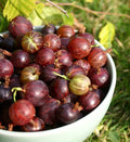 Gooseberry Plant Live, Gooseberry Bush Live Plant for Planting Your Garden, Gooseberry Shrub Starter Plant 5-9 Inch Height