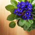 Blue African Violet Plant Live, Blue Violet Flower, 3-5 Inches Tall