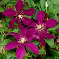 Deep Red Clematis Vine Plant Live for Planting, Fragrant Clematis Plant Live in 2.5 Inches Pot, Clematis Flowers Perennial