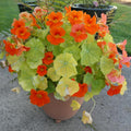 2 Nasturtium Flower Plants, Annual Nasturtium Flowering Vines, Vibrant Blooms 4-6 Inch Tall for Planting Outdoor