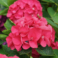 Change Color Hydrangea Live Plant in 2.5 Inch Pot, Hydrangea Trees Shrub Bush Perennial Outdoor Planting (Pink Red Bigleaf)