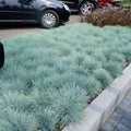 2 Ornamental Grasses Live Plant Perennial in 1 Pot, 6-8 Inches Tall, Blue Fescue Ornamental Grass Live Plants, Blue Fescue Plant, Miscanthus Grass Plant