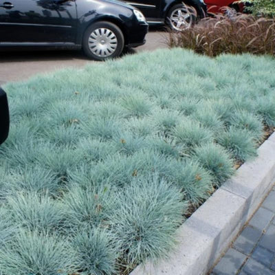 2 Ornamental Grasses Live Plant Perennial in 1 Pot, 6-8 Inches Tall, Blue Fescue Ornamental Grass Live Plants, Blue Fescue Plant, Miscanthus Grass Plant