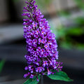 Butterfly Bush Plant, Fragrant Buddleia Shub, Spring-Flowering Butterfly Bush 5-8 Inches (Dark Purple)