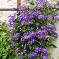 Clematis Vine Plant Live for Planting Outdoor, Clematis Plants Live, 4 to 6 Inch Tall, 2.5 Inc Pot, Perennial Fragrant Flowers Plant, Blue Clematis Double Flower