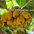 Hardy Male Kiwi Plants Live for Planting, Size Starter from 5 to 10 Inches Tall, Berry Vine, Cold Hardy Edible Fruit Vines for Home Garden