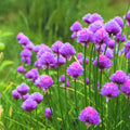 10 Perennial Chives Plant Live for Gardening Outdoors, Well Rooted Plants