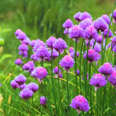 10 Perennial Chives Plant Live for Gardening Outdoors, Well Rooted Plants