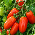 2PPP San Maranzo Tomato Plants Live, Garden Vegetable Plant, 5-8'' Tall