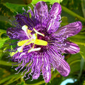 2 Abundant Bloom Deepr Curly Purple Passion Flower Plants Live, Passiflora Live Plant for Trailing, Climbing Trellis Outdoor, 5-9" in Tall, Perennial, Fragrant