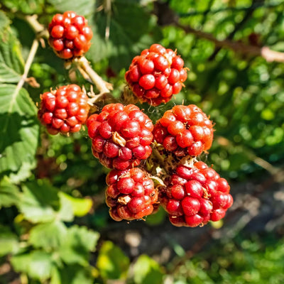 Set 2 Boysenberry Plants, Thornless Boysenberry Plants Live for Planting, 4-6 Inc Tall, Indoor Outdoor Growing