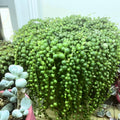 String of Pearls Plant Live 6 Inch Pot, String of Pearls Succulent Plant for Houseplant