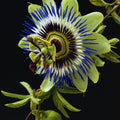 Blue Passion Flower Plant Live, 3 Inc Pot, Passiflora Flowering Vine Live Plant, Easy to Plant