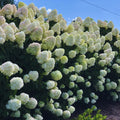 Change Color Hydrangea Live Plant in 2.5 Inch Pot, Hydrangea Trees Shrub Bush Perennial Outdoor Planting (White to Pink)