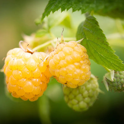 Raspberry Plant Live for Planting 6 to 12 Inch Height, Raspberry Bush Live Plant to Grow, Sweet Raspberries Seedling Outdoor (Yellow Ann Raspberry)