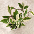 Hoya Plant Live Houseplants, Hoya Live Plant, in 4" Pot, Queen, Low-Maintenance Indoor Hanging Plant