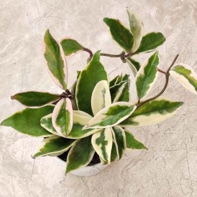 Hoya Plant Live Houseplants, Hoya Live Plant, in 4" Pot, Queen, Low-Maintenance Indoor Hanging Plant
