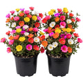 4 Moss Rose Plants Live in 4'' Pot, 4-8 Inches Tall, Random Moss Rose Portulaca Plants, Perennial Ground Cover, Vibrant Blooms for Garden Beds, Outdoor Planting