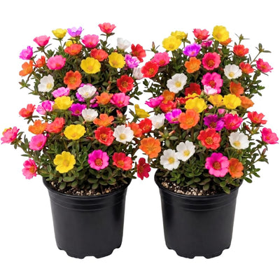 4 Moss Rose Plants Live in 4'' Pot, 4-8 Inches Tall, Random Moss Rose Portulaca Plants, Perennial Ground Cover, Vibrant Blooms for Garden Beds, Outdoor Planting