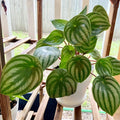 Peperomia Live Plant, Watermelon Peperomia Plant Live Houseplants, Live Peperomia Plant 4 Inches Potted Indoor Ornamental Plant