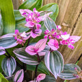 Wandering Jew Plant Live, Pink Tradescantia Nanouk in 2-Inch Pot, Colorful Trailing Indoor Houseplant, Tradescantia Vine