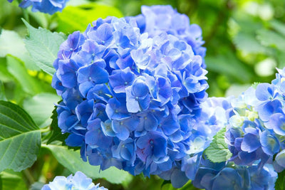 Blue Hydrangea Plant Live, 6 Inc to 12 Inc Tall, Shrub Bush Plant Tree for Garden