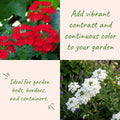 Set 2 Mix Verbena Plants Live, Verbena Plants, 4-8 Inc Tall, Long Blooming Ground Cover Flowers, Ideal for Patio and Outdoor Garden