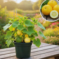 2 Lemon Cucumber Plants Live for Planting, Live Cucumber Plants for Planting, 4 to 7 Inches Tall Vegetable Plant