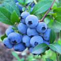 Blueberry Plants Live for Planting, Northern Blueberries Bush in 4 Inches Pot, Starter Plant from 4 to 7 Inches Height for Edible Garden