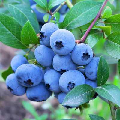 Blueberry Plants Live for Planting, Northern Blueberries Bush in 4 Inches Pot, Starter Plant from 4 to 7 Inches Height for Edible Garden