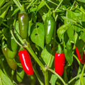 Live Pepper Plants, Jalapeno Pepper Plant, 4 to 8 Inch Tall Plants, Outdoor Garden Pepper Seedling Plant