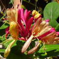 Climbing Honeysuckle Plant Live, Fragrant Honeysuckle Plants Vine Bushes in 2.5 Inch Pot, Pink Yellow Honeysuckle