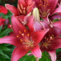 2 Red Lily Bulbs, Giant Lily Flower Bulbs for Planting, Lily Flowering Bulbs, Lily Spring Bulbs, Outdoor Indoor Flower Bulbs to Plant