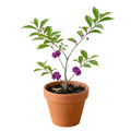 Beautyberry Tree Live Plant, Live Purple Beauty Berry Shrub in 4'' Pot, Outdoor Purple Berry Landscape Plant