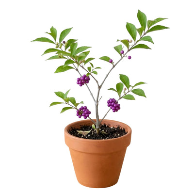 Beautyberry Tree Live Plant, Live Purple Beauty Berry Shrub in 4'' Pot, Outdoor Purple Berry Landscape Plant