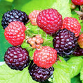 Raspberry Plant Live for Planting 6 to 12 Inch Height, Raspberry Bush Live Plant to Grow, Sweet Raspberries Seedling Outdoor (Black Raspberry)