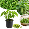 2 Green Bean Plants Live, Bush Bean Plants, 3-5 Inc Tall