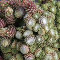 1 Hens and Chicks Succulent Plants Live Outdoor Indoor 2.5 Inch Container, Ornamental Hens & Chicks Plant Live Houseplant