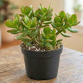 Jade Live Plant in 4" Pot, Crassula Succulents Plant, Compact Succulent Plants Live, 4-7 Inches Tall for Indoor Houseplant