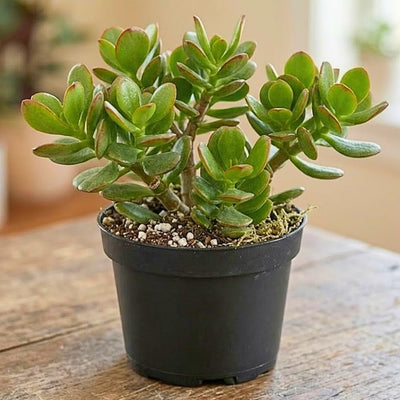 Jade Live Plant in 4" Pot, Crassula Succulents Plant, Compact Succulent Plants Live, 4-7 Inches Tall for Indoor Houseplant