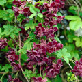 Akebia Quinata Live Plant, Akebia Quinata Chocolate Vine Plant in 2.5'' Pot, Flower Climbing Vines, 2-3'' Tall, Edible Fruit Tree for Outdoor Planting, Perennial Plants