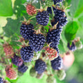 03 BlackBerry Bushes Plants Live, 4-6" in for Spring Planting, Outdoor Growing, High-yielding Blackberries Trees, (Triple Crown Thornless BlackBerry)