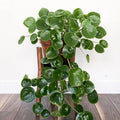 Set of 2 Money Plant Live, Pilea Peperomioides Plants, 4 to 6 Inches Long, Live Money Plant for Garden