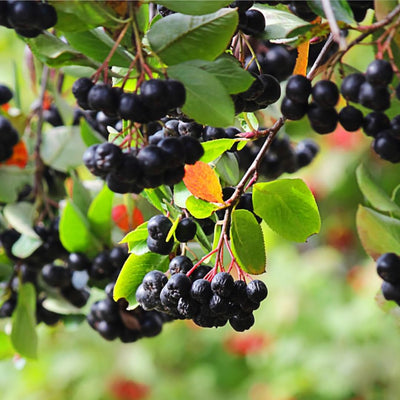 Viking Chokeberry Plant Live, Aronia Plants Shrub Bush, Chokecherry Like, 6 to 12 Inc Plant (Black)