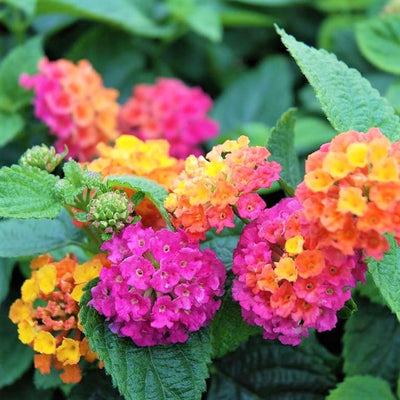 Lantana Live Plant for Planting Outdoors, Set 2 Live Lantana Plants, 4 to 7 Inch Tall, Lantana Perennial Plants, Ready to Plant, Multicolor