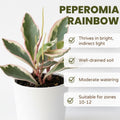 Rare Peperomia Rainbow Plant, Peperomia Tree, 4'' Tall, House Plant for Living Room, Desk